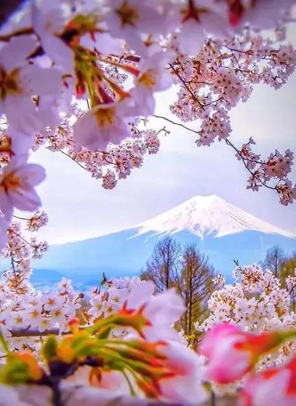 陈瑶本丨走近富士山