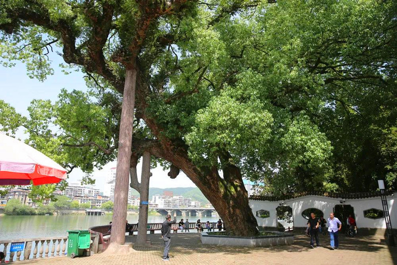 阿龙丨一棵1574年种植的香樟树（摄影随笔四则）