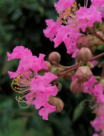 落叶知秋丨紫薇花下的梦