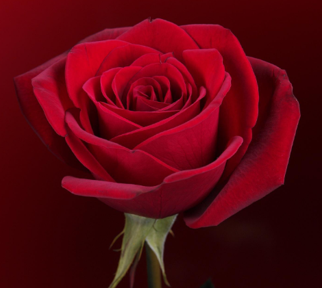 李鸿春丨杭州二姨的婚姻之谜