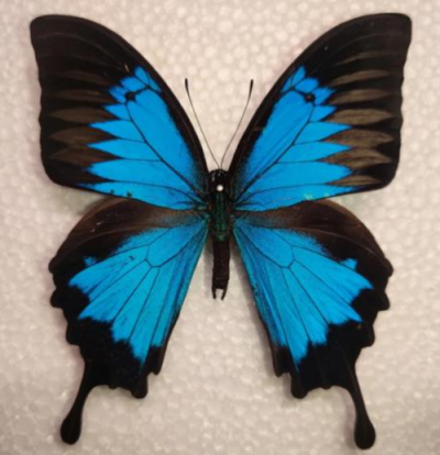 韩嘉川丨化蝶与异化