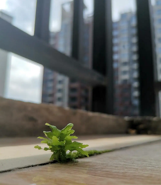 阿龙丨雨中辣椒花（七首）