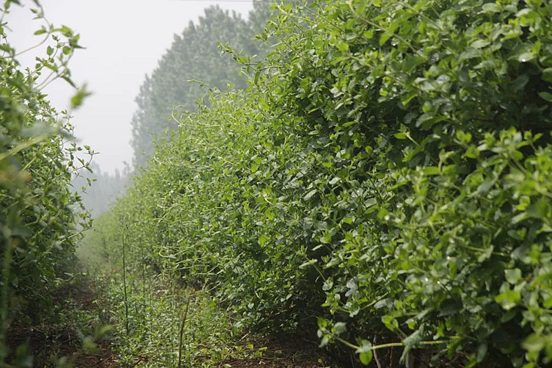 阿龙丨2015（诗集-5月）