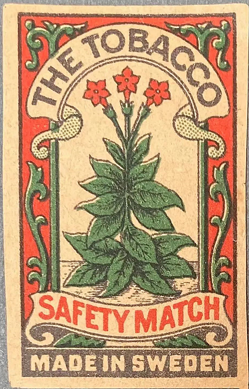 张勇丨烟草花与花烟草