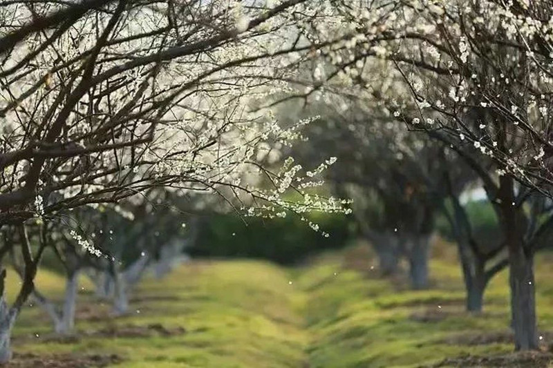阿龙丨岭南梅香半树枝