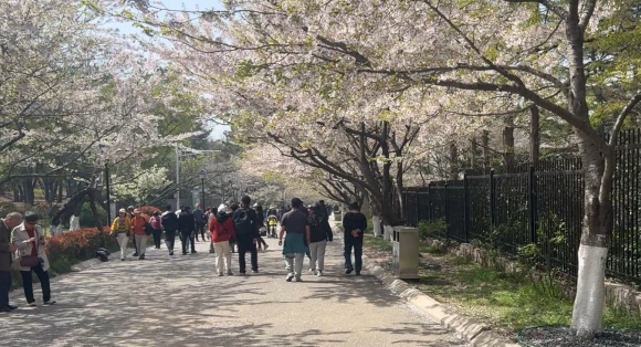 苏永生丨一期一会樱花季