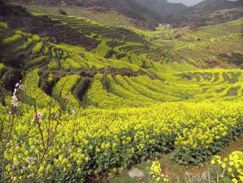 陈瑶本丨篁岭的油菜花
