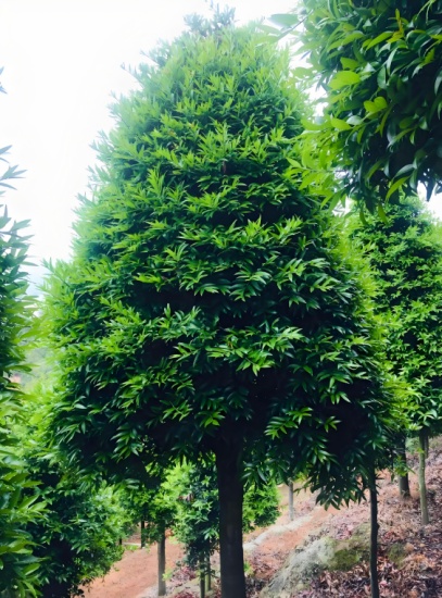 郭杰广丨拾荒的女人（四首）