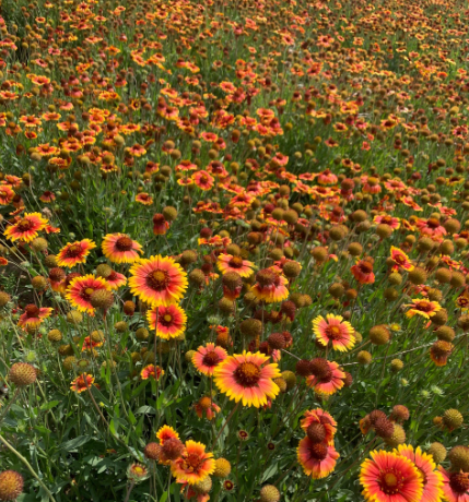 赵守高丨泪飞三尺讲台，魂牵五十学子