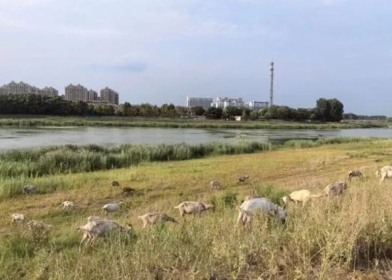 李言谙｜数羊四轮（中篇小说）