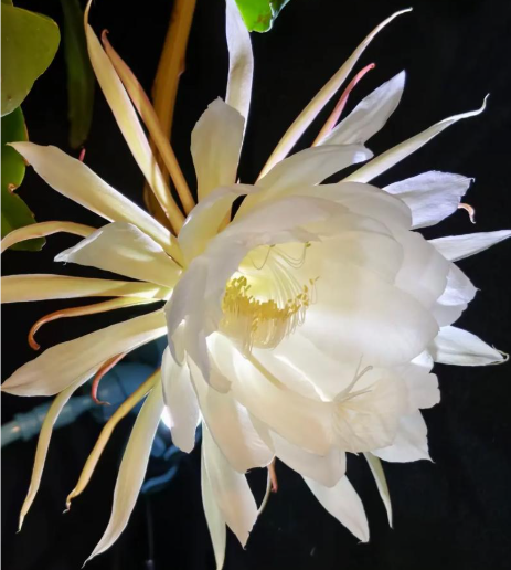 何美鸿丨爱情账单（外一首）