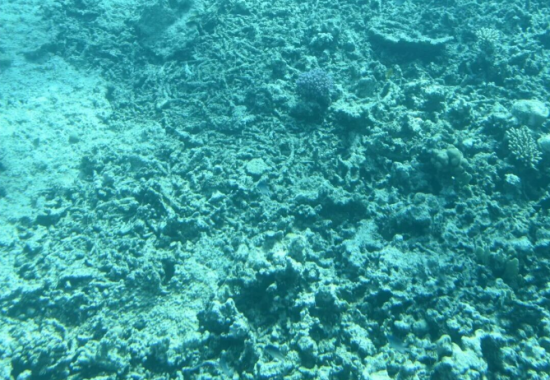 杜帝丨在埃及：海底观鱼，游览神庙