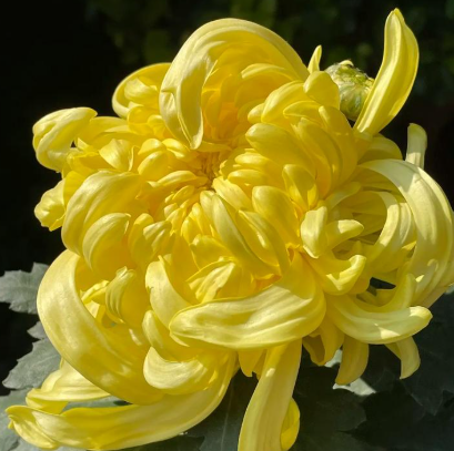 王音丨寒菊（六首）