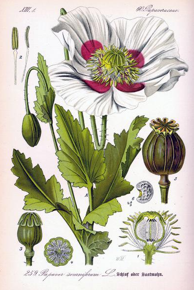 点击查看原图 6沉睡的罂粟.png