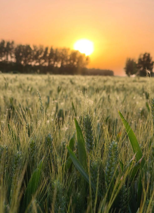 李恬瑜丨二大的麦子和韭菜