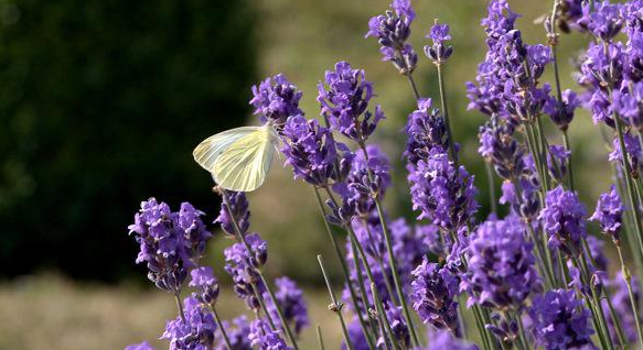 点击查看原图 1拉万丁.png