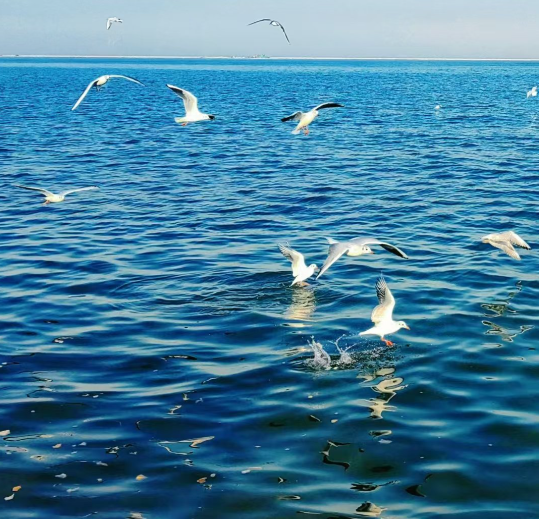 落叶知秋丨遥望大海