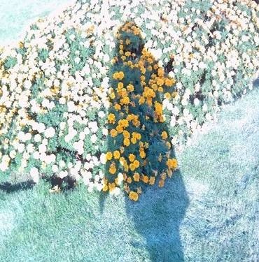 何美鸿丨花语：我只是想让花期稍微延长一些 从来就未敢蓄谋整个春天（外一首）