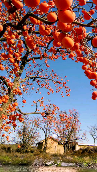 韩嘉川丨一棵倒下的树与播种的老妪（散文诗五章）