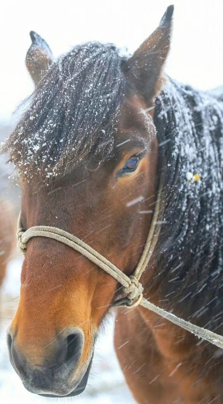 张高秋丨念奴娇·乌拉山抚昔（三首）