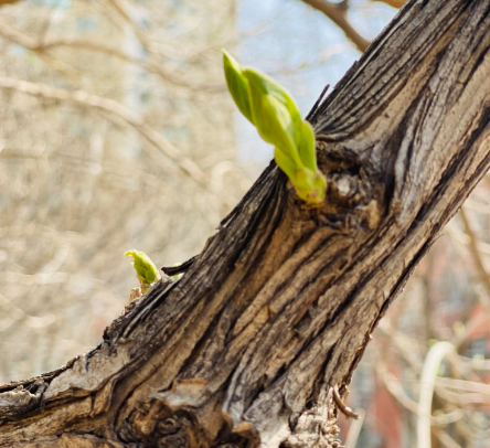 张弘丨短箫与长笛（11）