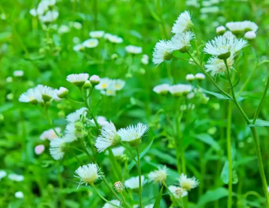 张弘丨短箫与长笛（11）