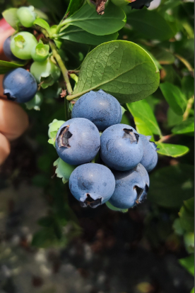 王音丨三月正在下小雨（六首）