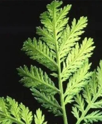 慕容料丨医学，无问西东