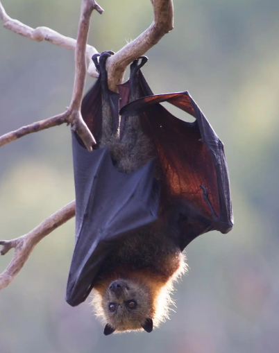 慕容料丨人中黄 / 观察蝙蝠（杂谈·科普二则）