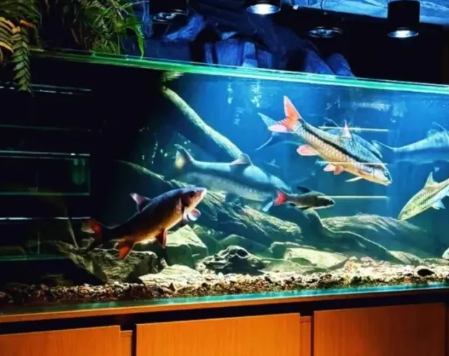 李恬瑜丨玻璃缸里的亚马逊雨林