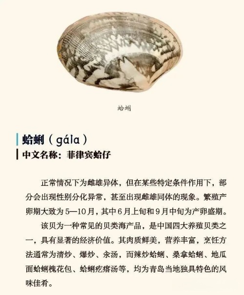 张勇丨再说《青岛海产美食图志》