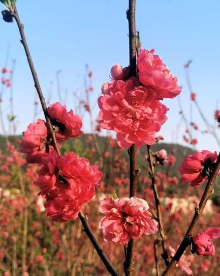 张小曼丨桃花（七绝四首）