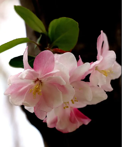 张君嘉丨春花词三章