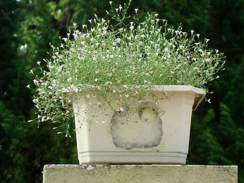 何美鸿丨凋零的满天星