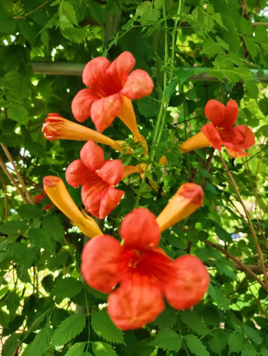 赵守高丨秃鹫·樱花·凌霄（二章）