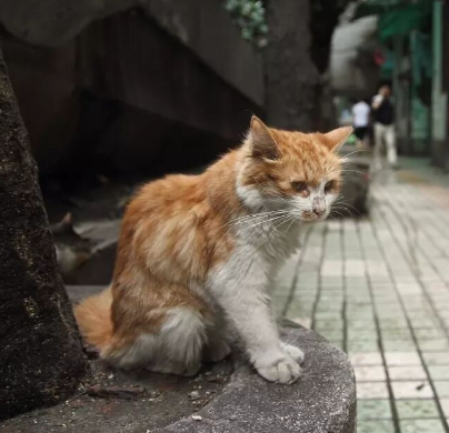 何美鸿丨一只来历不明的流浪猫（二章）