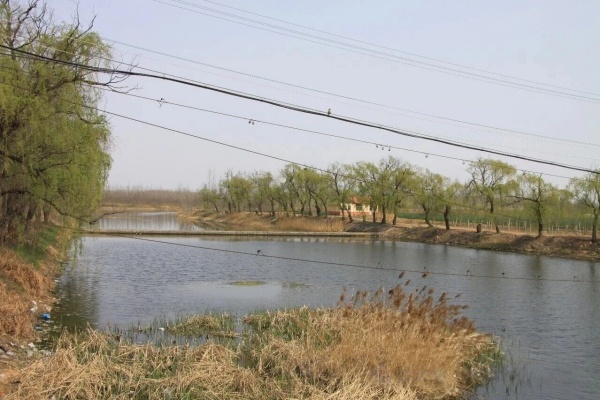 点击查看原图 2 2014年4月墨水河的流水和岸上老柳.jpg