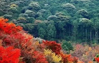 何美鸿丨烂漫满山（二章）